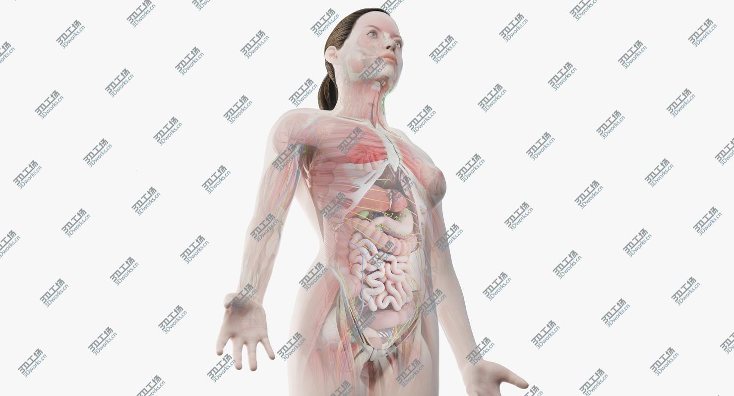 images/goods_img/20210114/3D model Full Female Anatomy/1.jpg